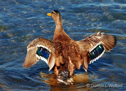 Fanning Its Wings_04312.jpg - Mallard Duck (Anas platyrhynchos) photographed at Orillia, Ontario, Canada.